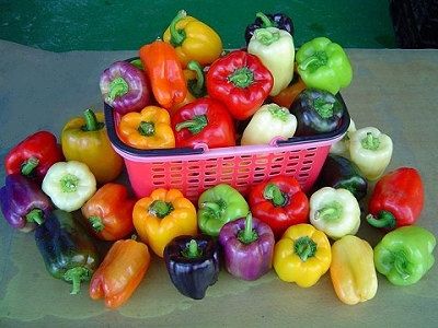 Capsicum Farming