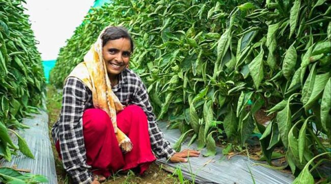 Capsicum Farming