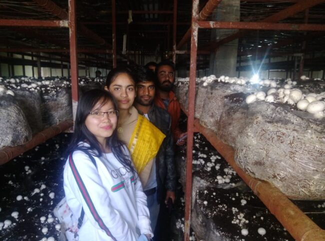 Mushroom Farming