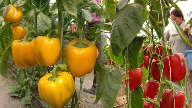 Capsicum Farming