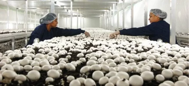 Mushroom Farming