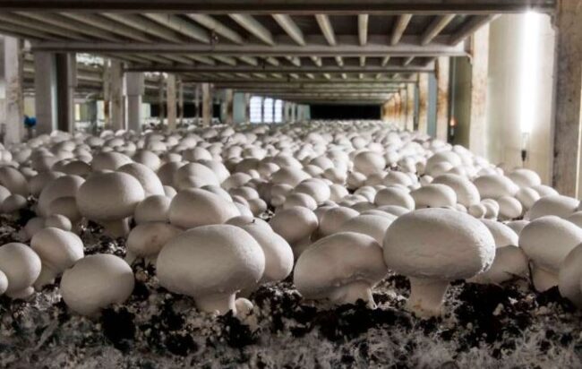 Mushroom Farming